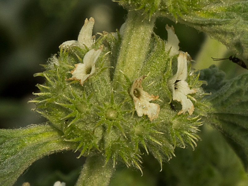 El marrubio (Marrubium vulgare)