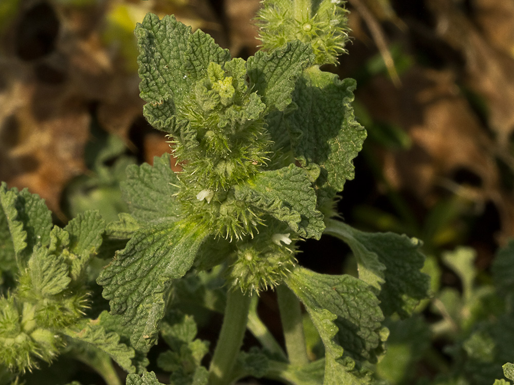 El marrubio (Marrubium vulgare)
