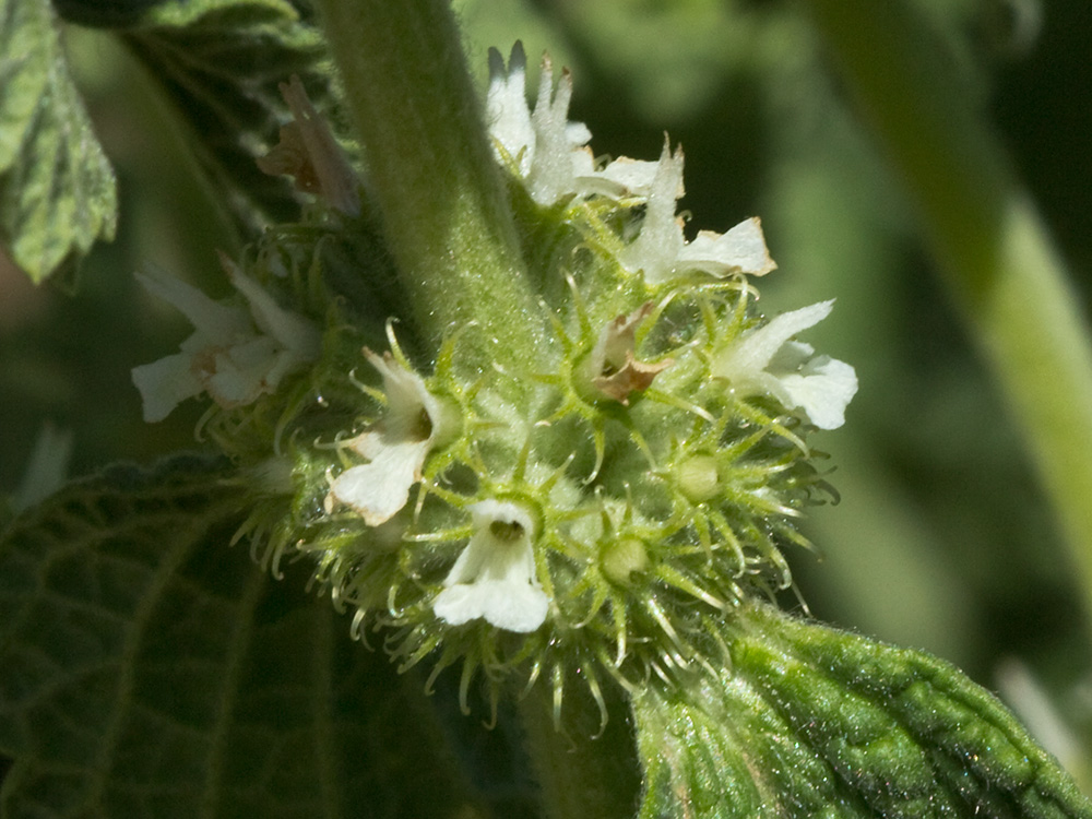 El marrubio (Marrubium vulgare)