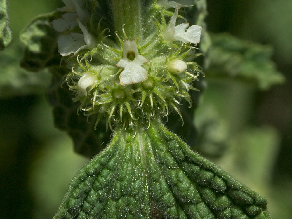 El marrubio (Marrubium vulgare)