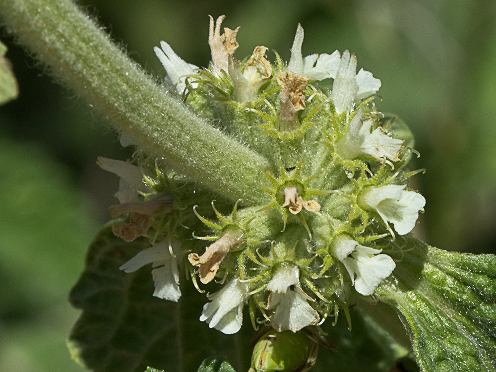 El marrubio (Marrubium vulgare)