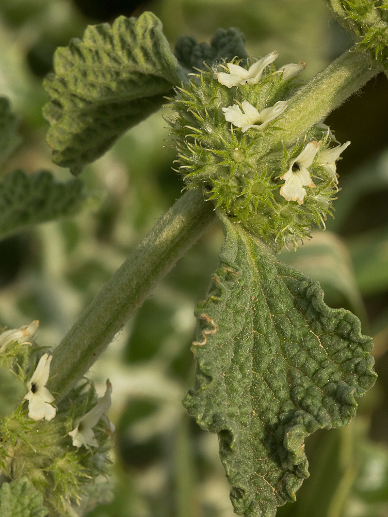 El marrubio (Marrubium vulgare)