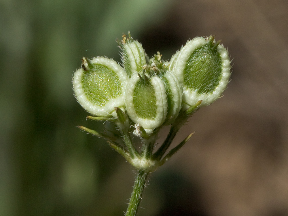 frutos del Mastuerzos (Tordylium máximum)