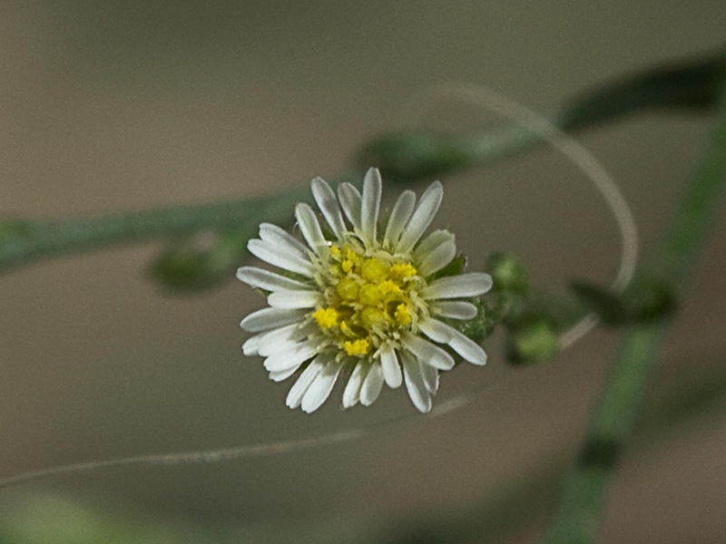 Matacavero (Symphyotrichum squamatum - Aster squamatum)