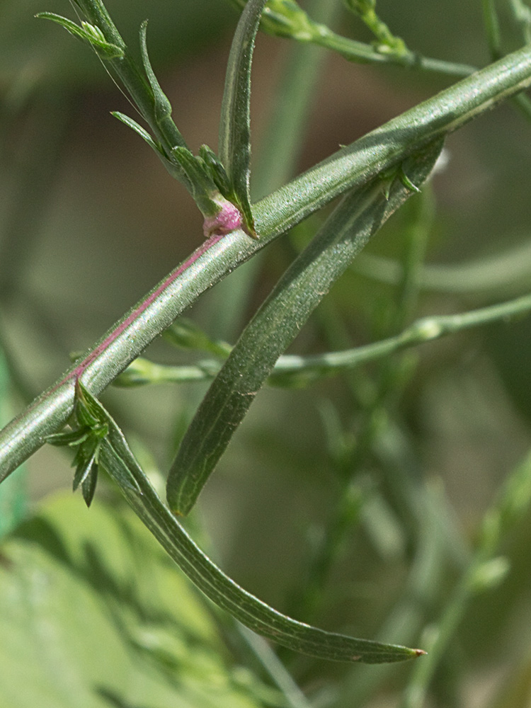 Matacavero (Symphyotrichum squamatum - Aster squamatum)