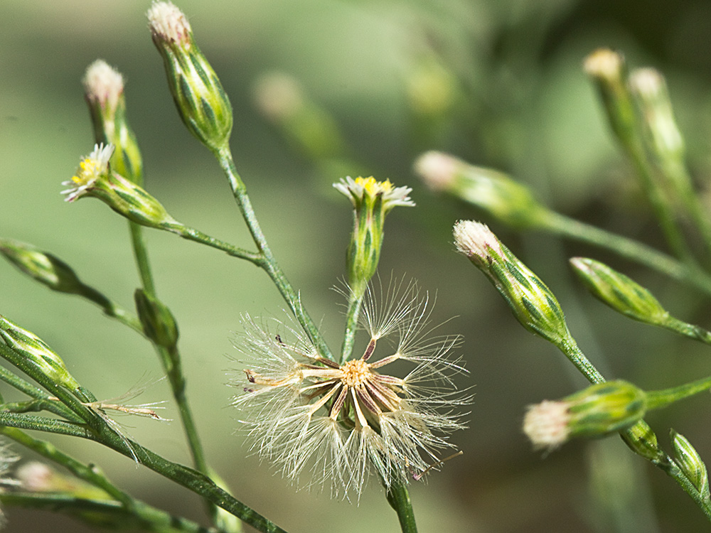 Matacavero (Symphyotrichum squamatum - Aster squamatum)