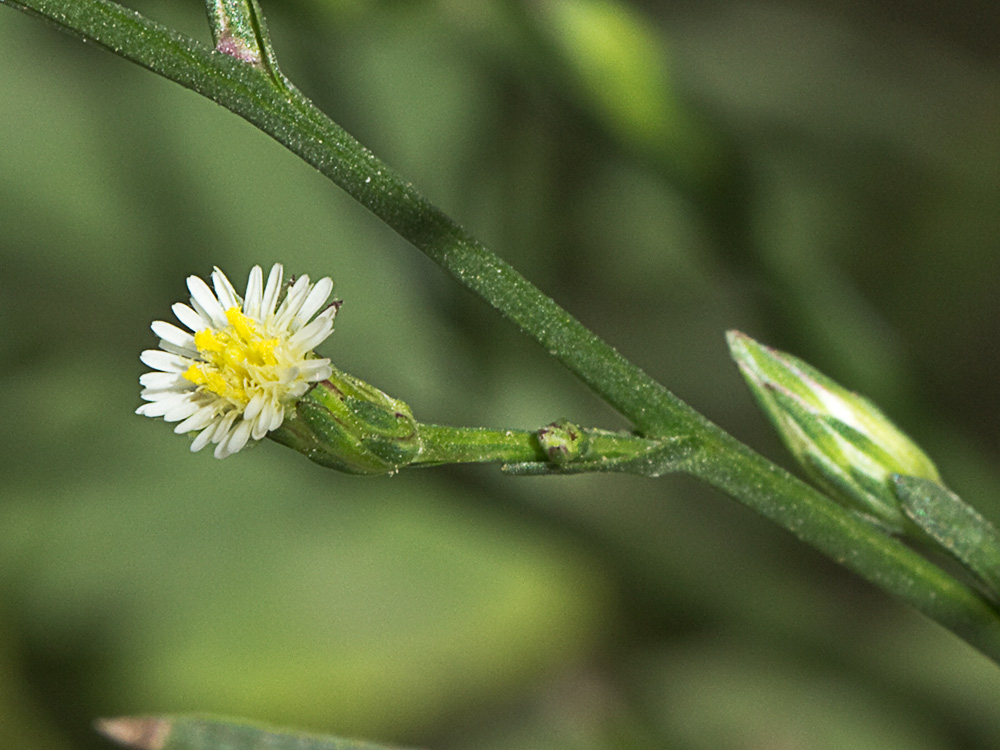 Matacavero (Symphyotrichum squamatum - Aster squamatum)