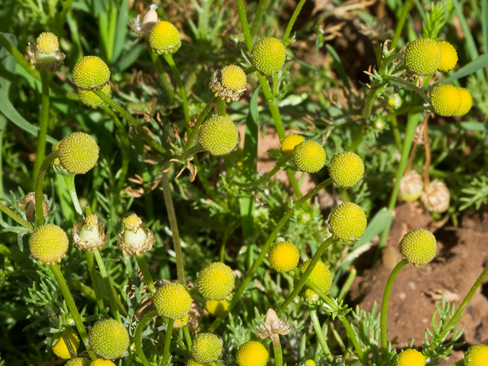 Manzanilla común (Matricaria áurea). Patio de Ángel González Gómez