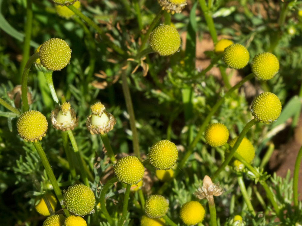 Manzanilla común (Matricaria áurea). Patio de Ángel González Gómez