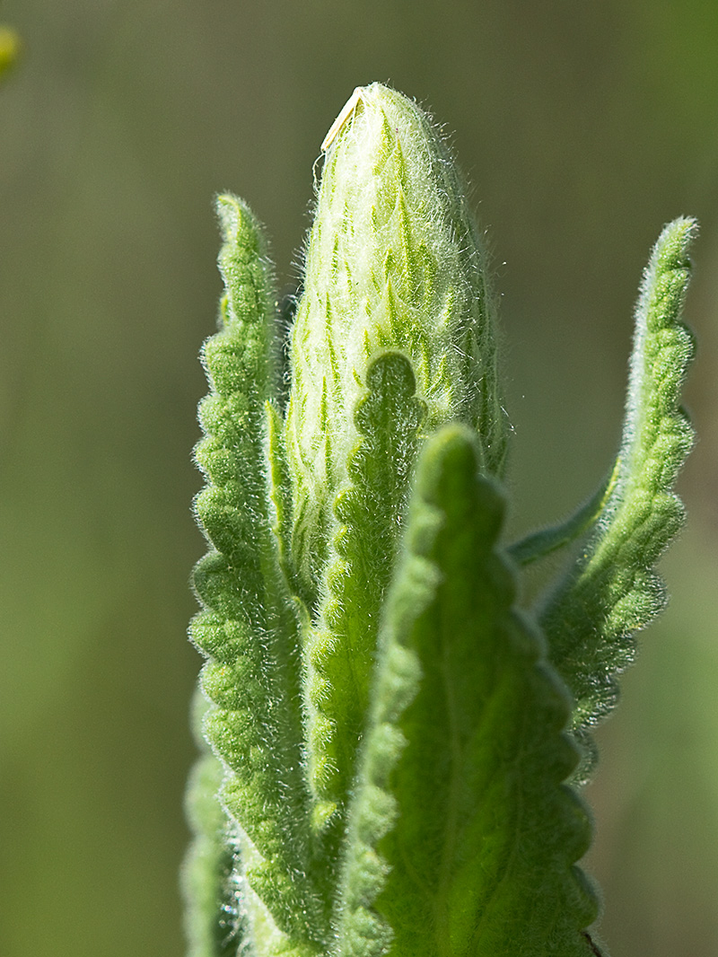 Menta basta (Nepeta tuberosa)