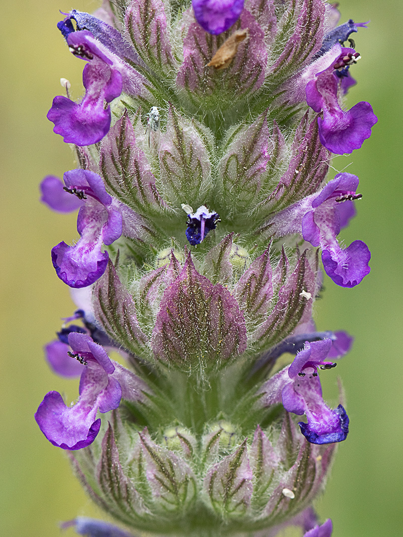 Menta basta (Nepeta tuberosa)