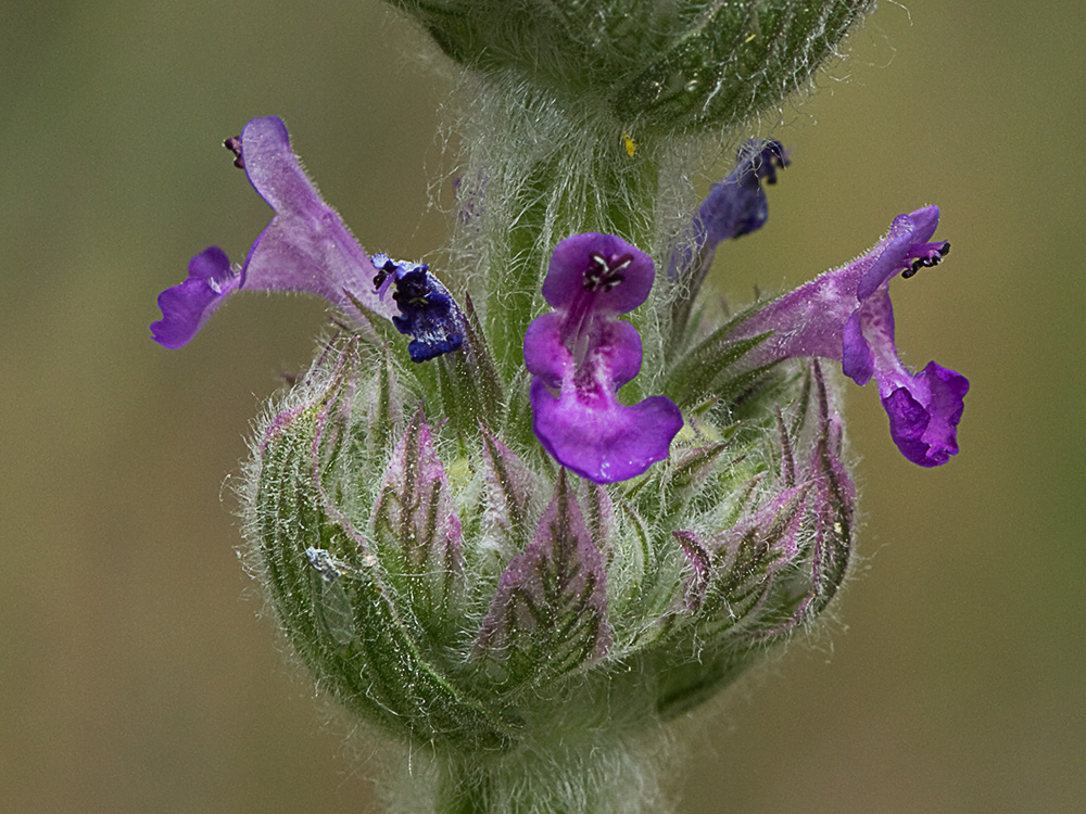 Menta basta (Nepeta tuberosa)