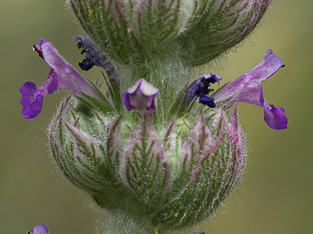 Menta basta (Nepeta tuberosa)