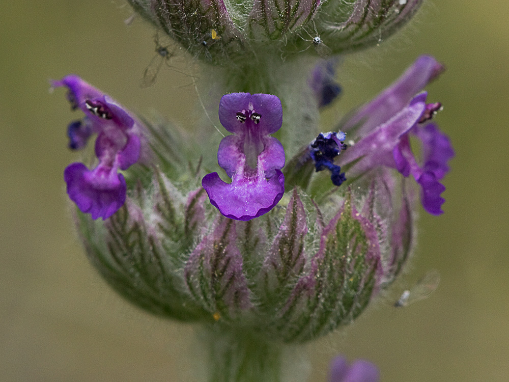 Menta basta (Nepeta tuberosa)