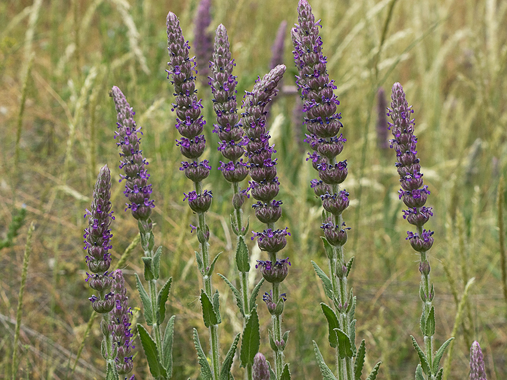 Menta basta (Nepeta tuberosa)