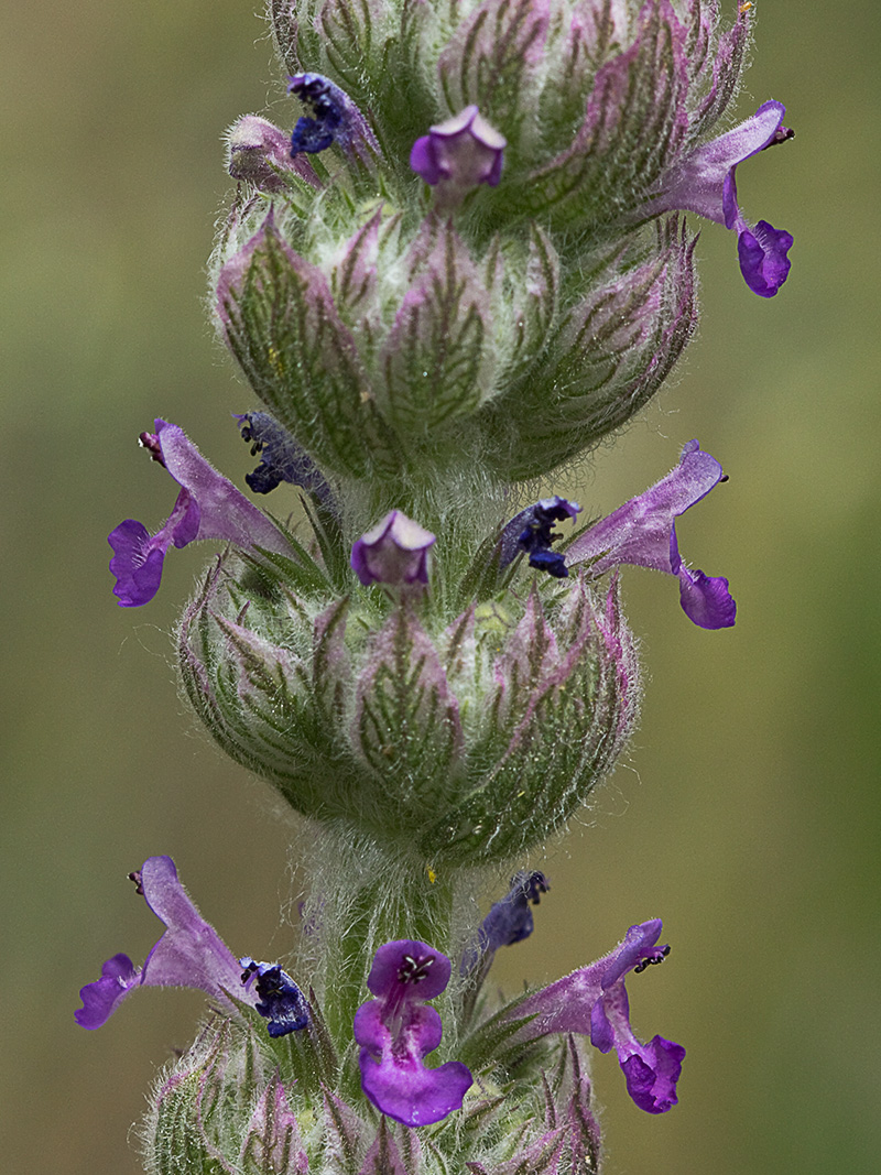 Menta basta (Nepeta tuberosa)