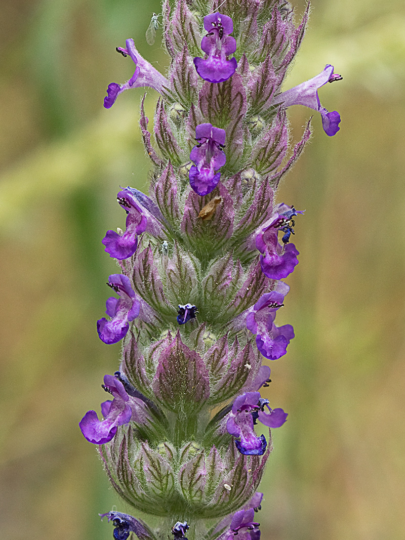 Menta basta (Nepeta tuberosa)