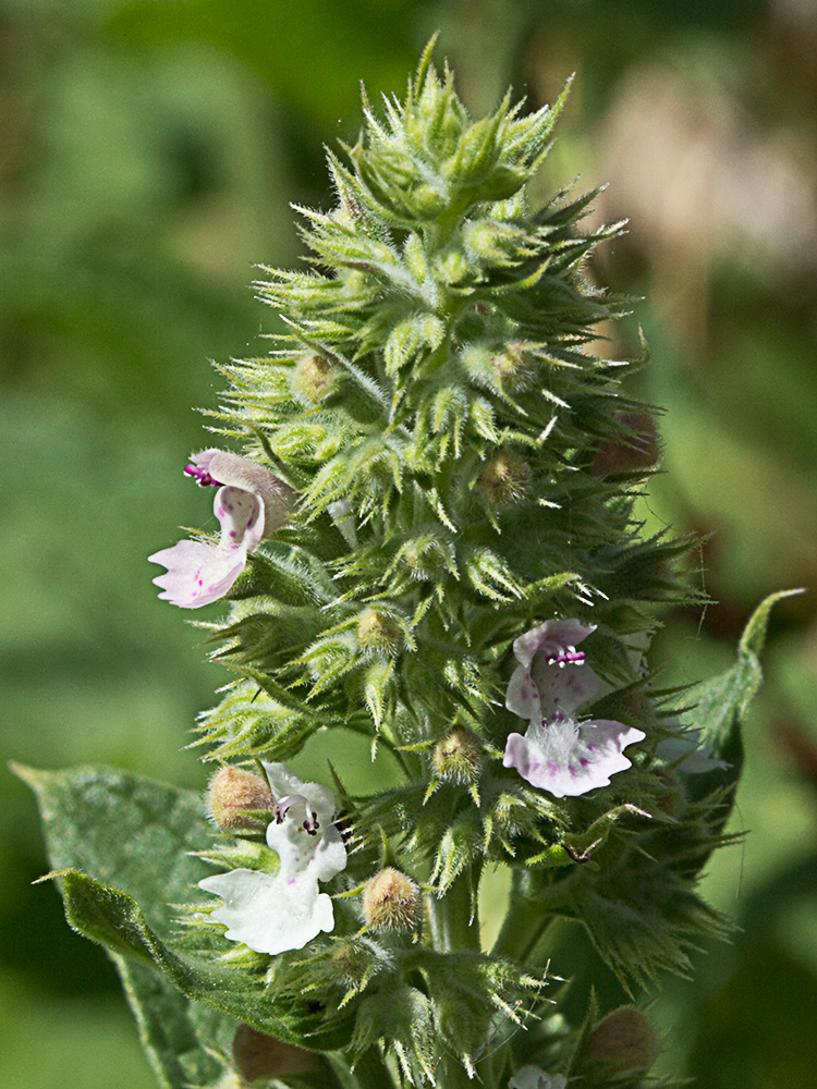 Verticilastro de la  Menta gatuna (Nepeta cataria)