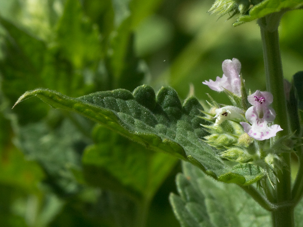 Verticilastro de la  Menta gatuna (Nepeta cataria)