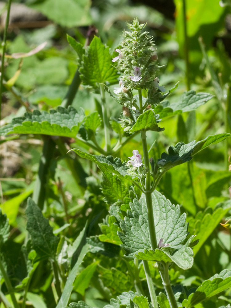 Mata de la  Menta gatuna (Nepeta cataria)