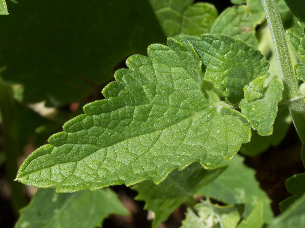 Hoja de la  Menta gatuna (Nepeta cataria)