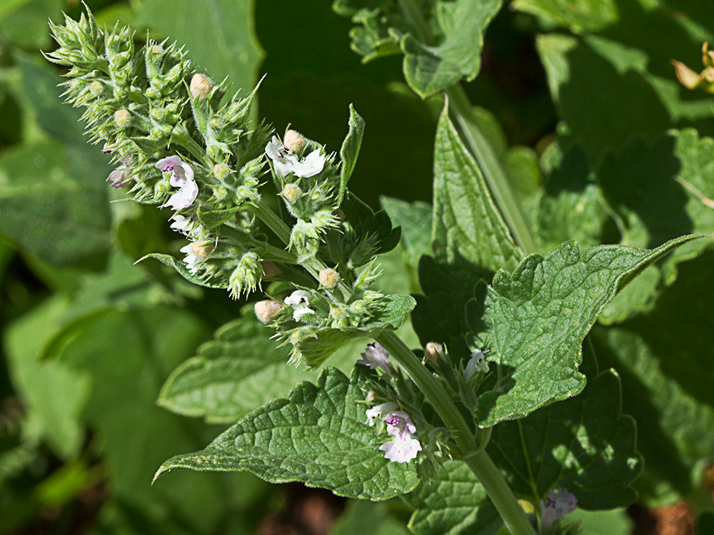 Verticilastro de la  Menta gatuna (Nepeta cataria)