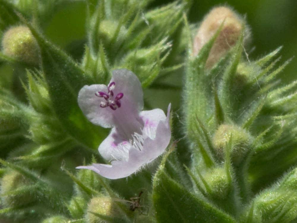 Flor de la  Menta gatuna (Nepeta cataria)