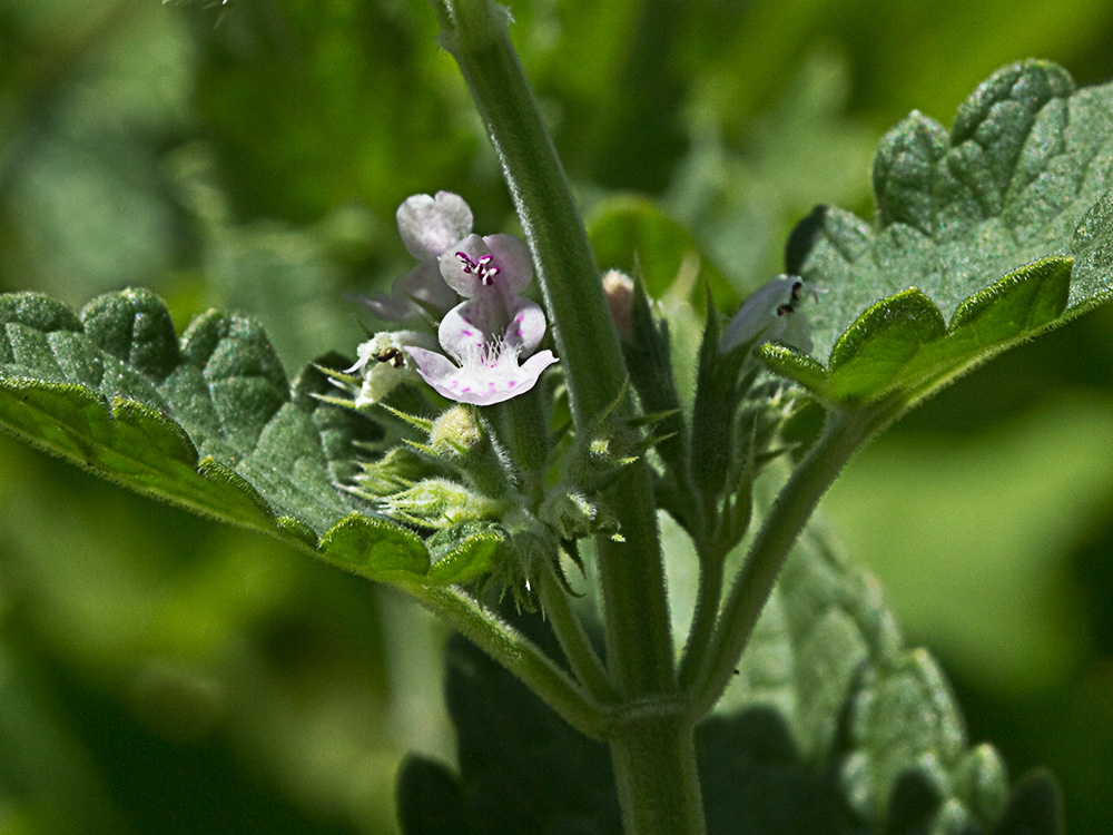 Flor de la  Menta gatuna (Nepeta cataria)