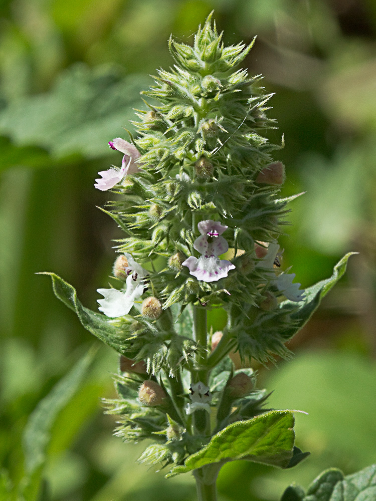 Verticilastro de la  Menta gatuna (Nepeta cataria)