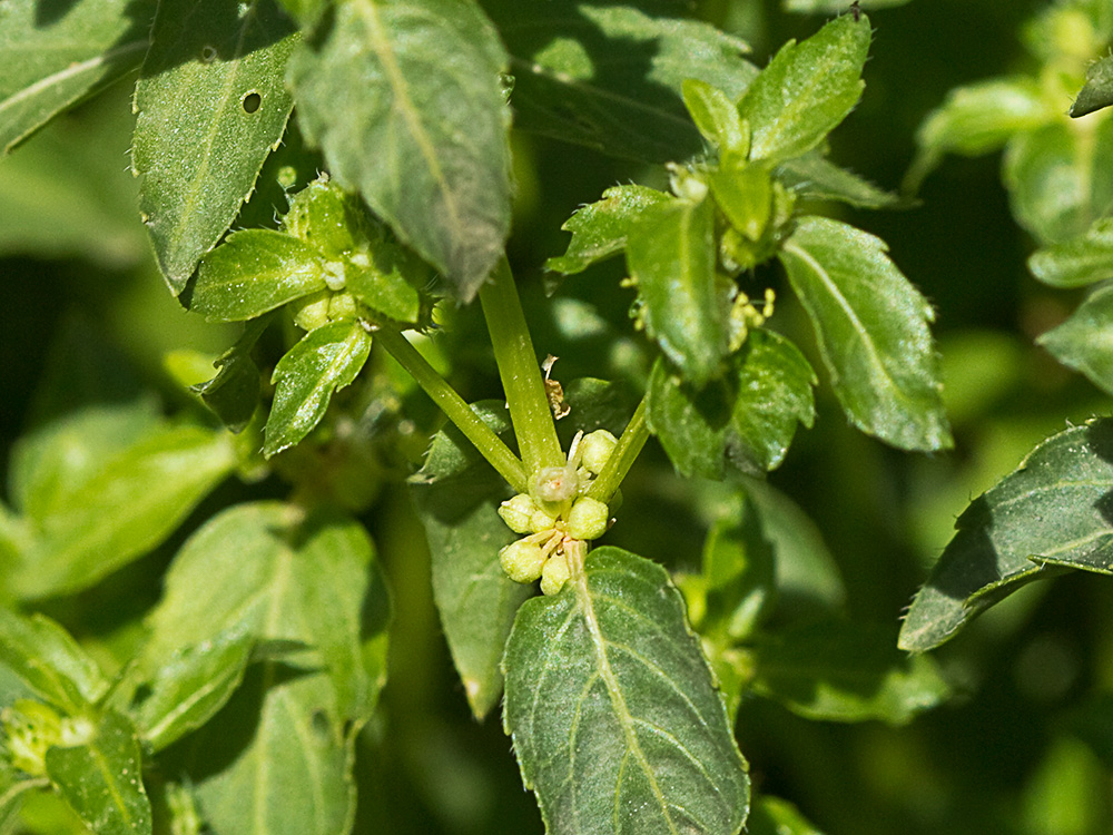 Mercurial (Mercurialis annua)