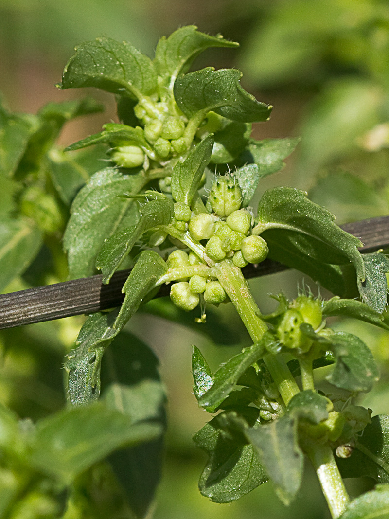 Mercurial (Mercurialis annua)