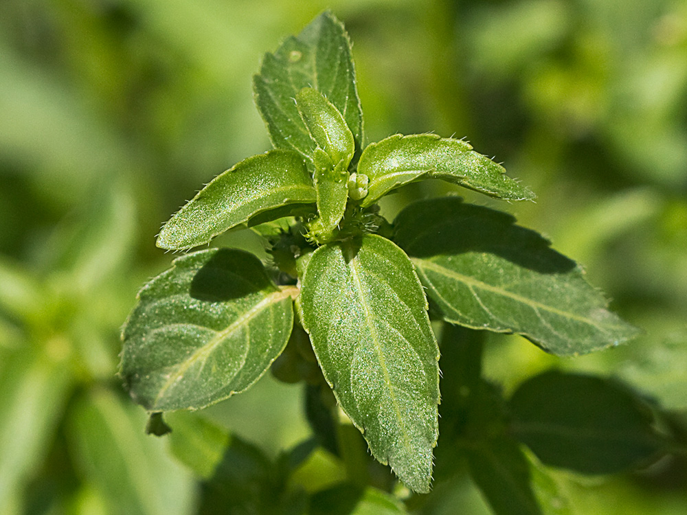 Mercurial (Mercurialis annua)