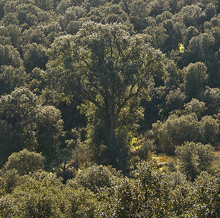 Mesto de Valdecelá Mesto de Valdecelá