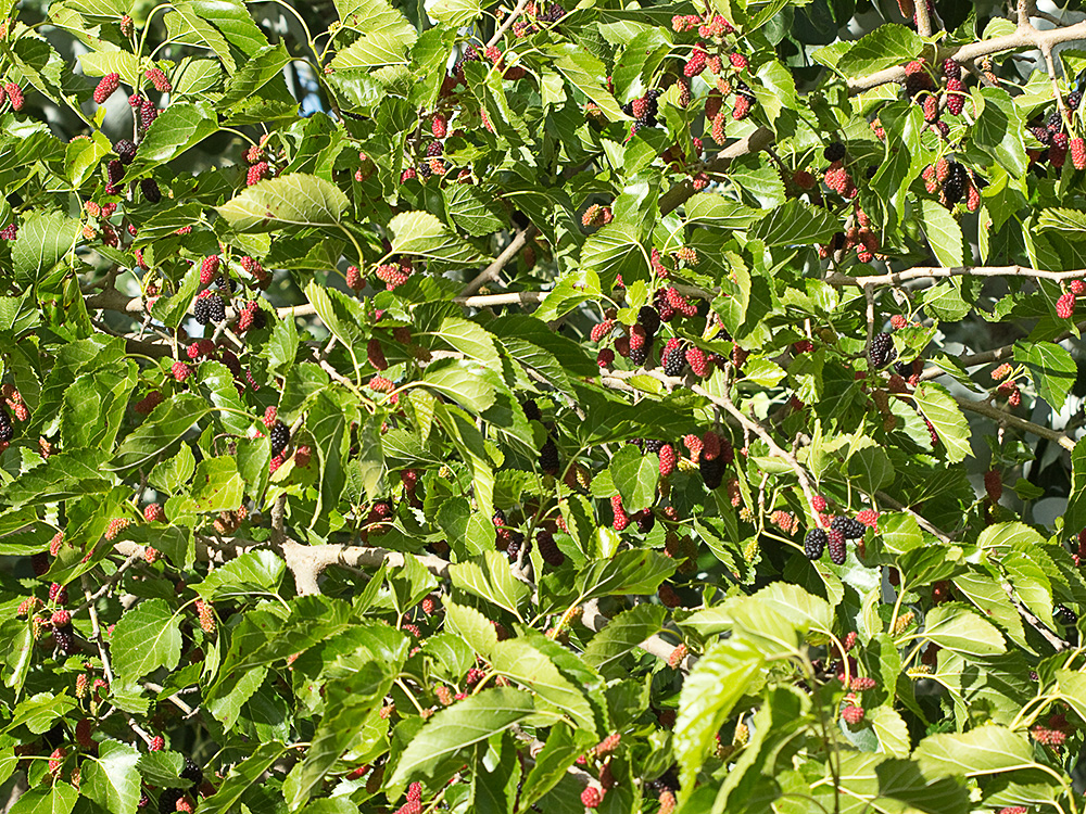Moras de morera negra (morus nigra)