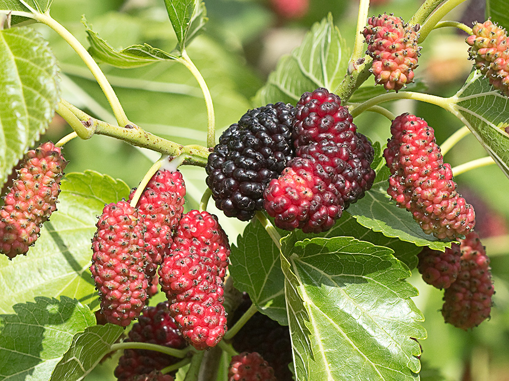 Moras de morera negra (morus nigra)