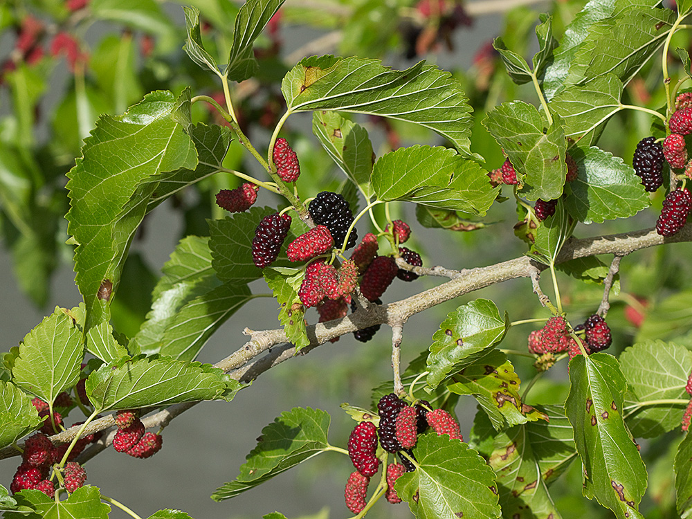 Moras de morera negra (morus nigra)