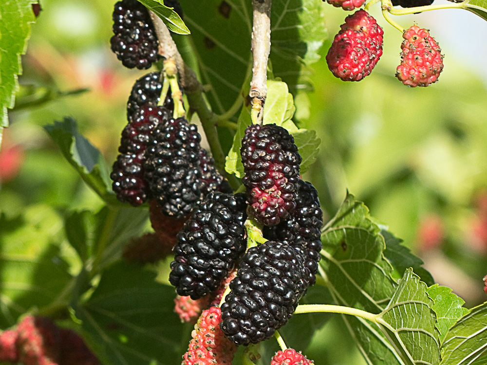 Moras de morera negra (morus nigra)