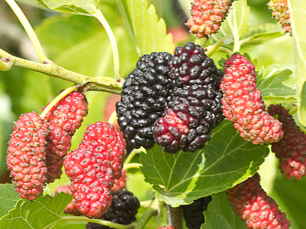 Moras de morera negra (morus nigra)
