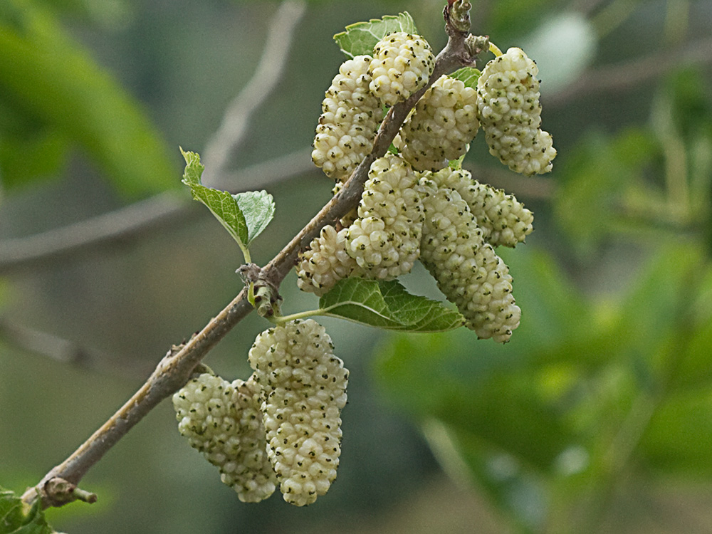 Moras de morera blanca (morus alba)