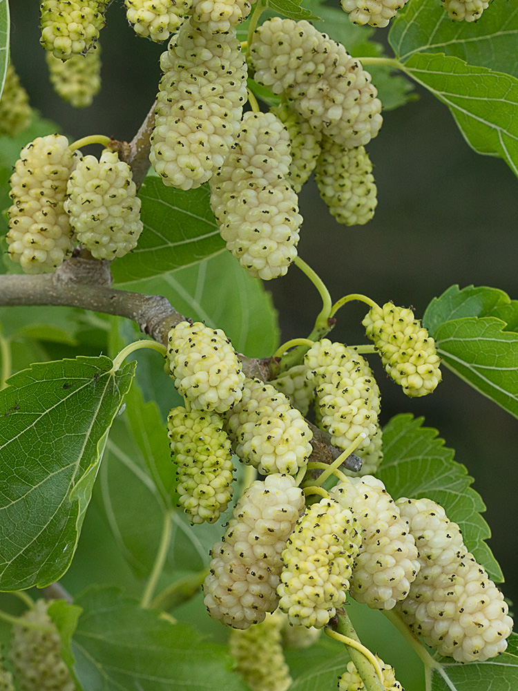Moras de morera blanca (morus alba)