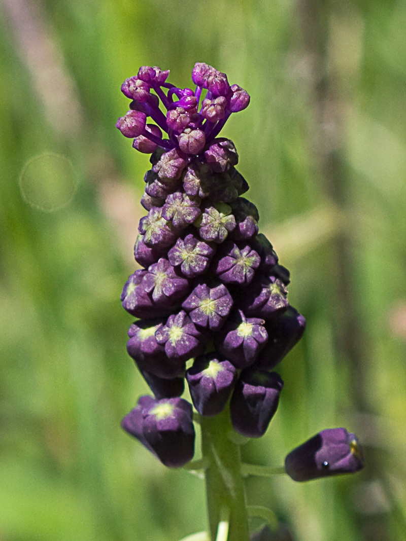Nazareno madrileño (Muscari matritensis)