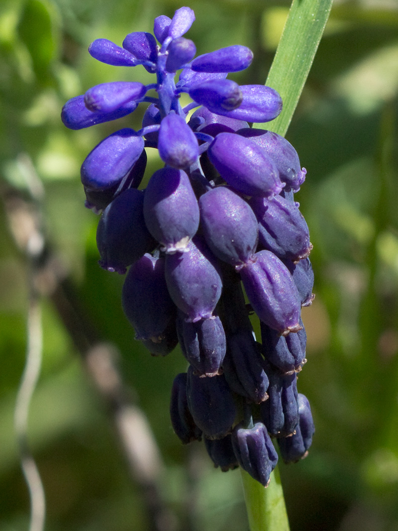 Nazareno (Muscari neglectum)