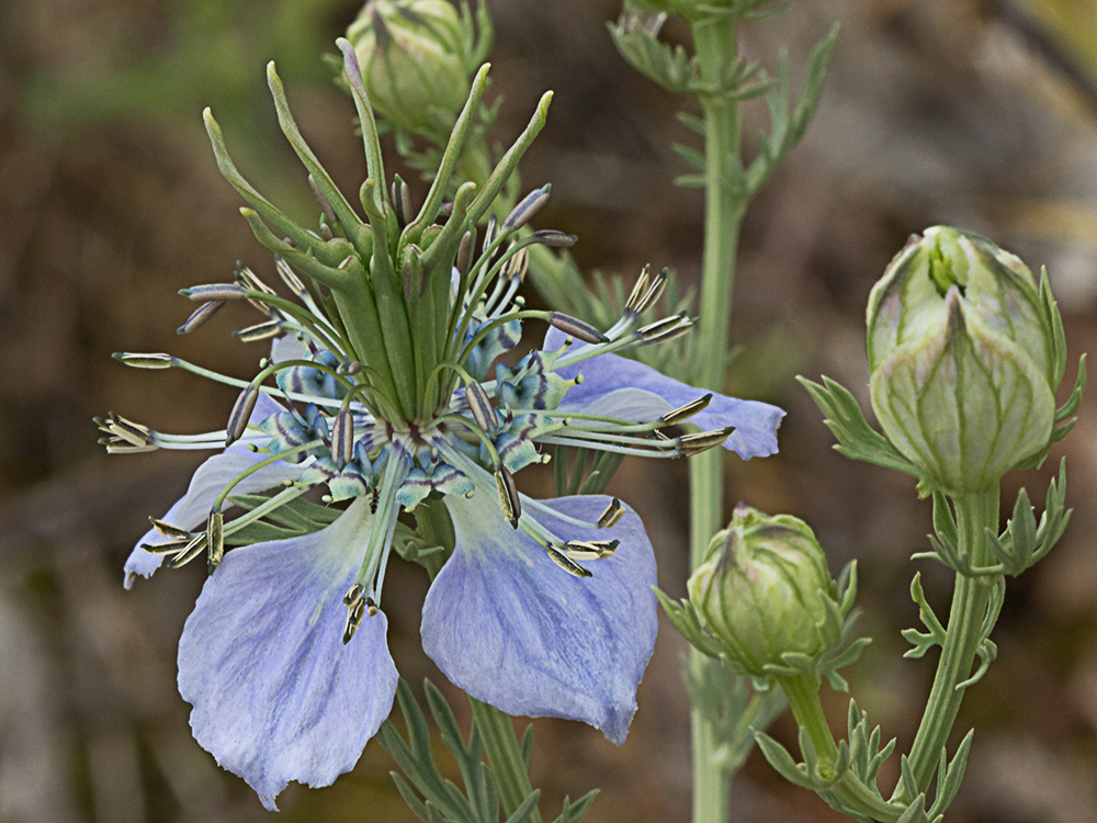 Neguilla (Nigella gallica)