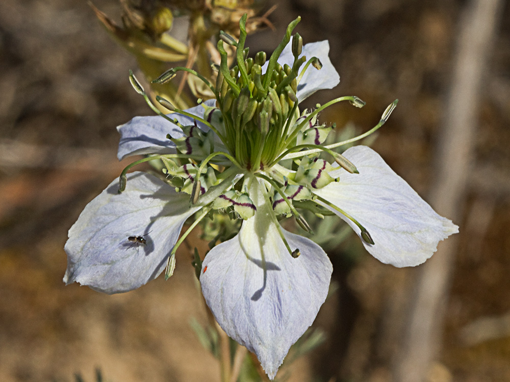 Neguilla (Nigella gallica)