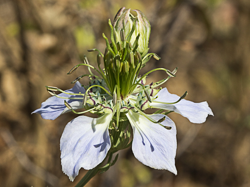 Neguilla (Nigella gallica)