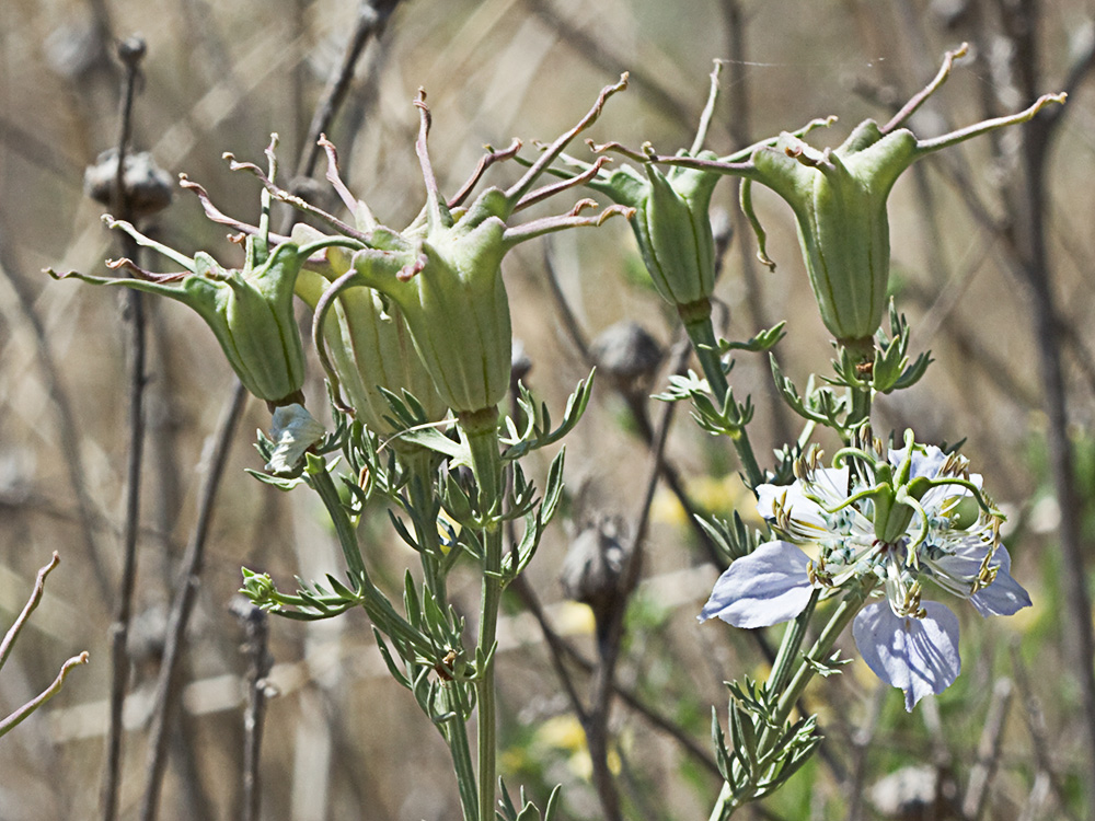Neguilla (Nigella gallica)