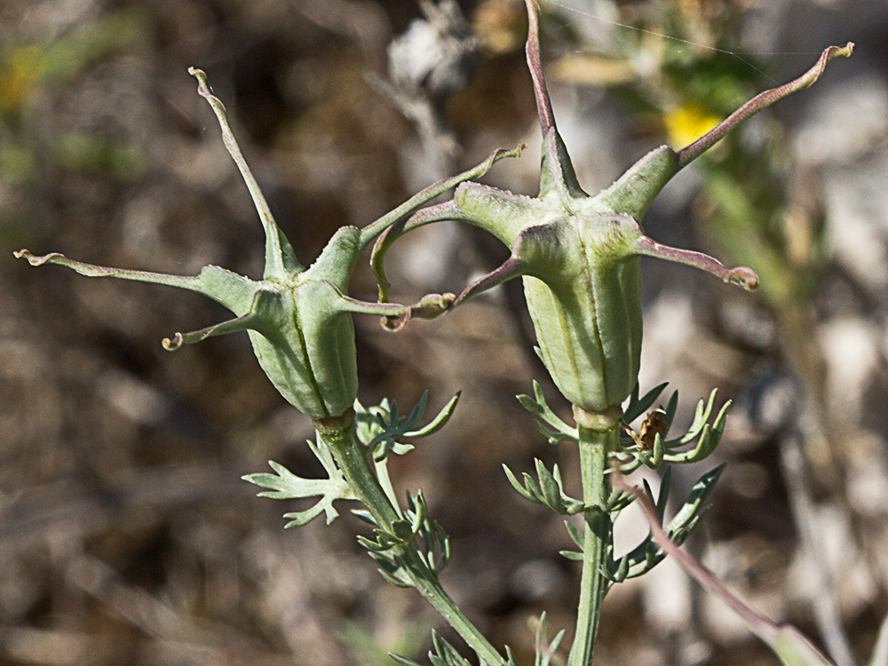 Neguilla (Nigella gallica)