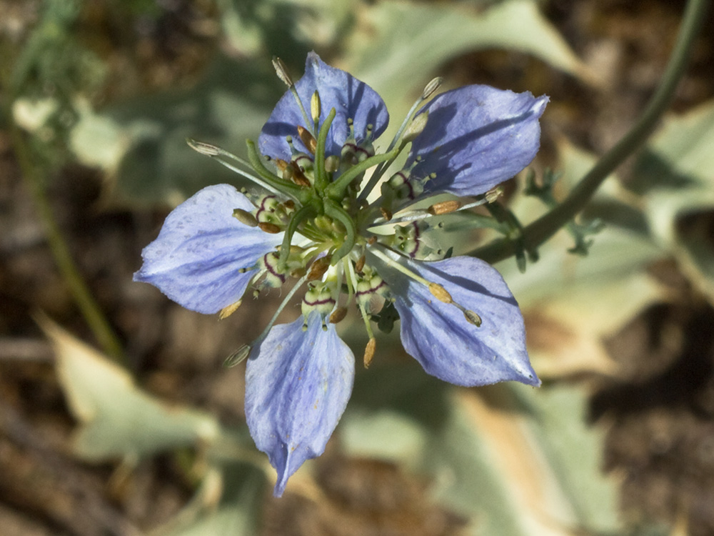 Neguilla (Nigella gallica)
