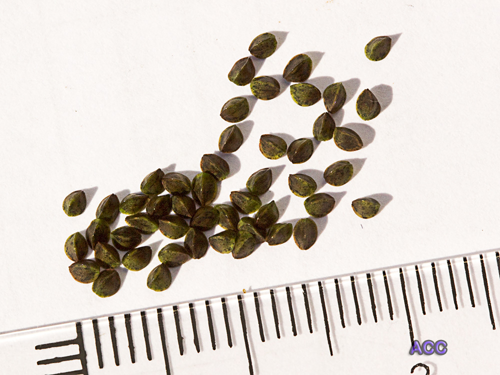 Neguilla (Nigella gallica)