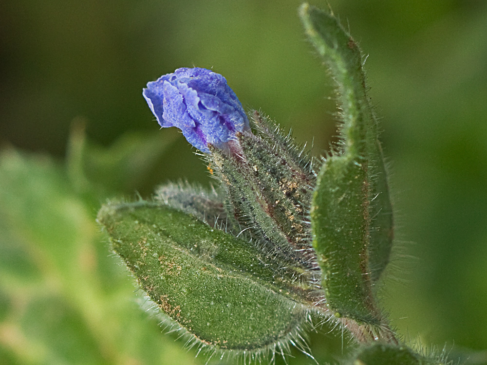 Nonea micrantha
